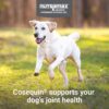Nutramax Laboratories Cosequin Maximum Strength Joint Health Supplement for Dogs - With Glucosamine, Chondroitin, and MSM, 132 Chewable Tablets