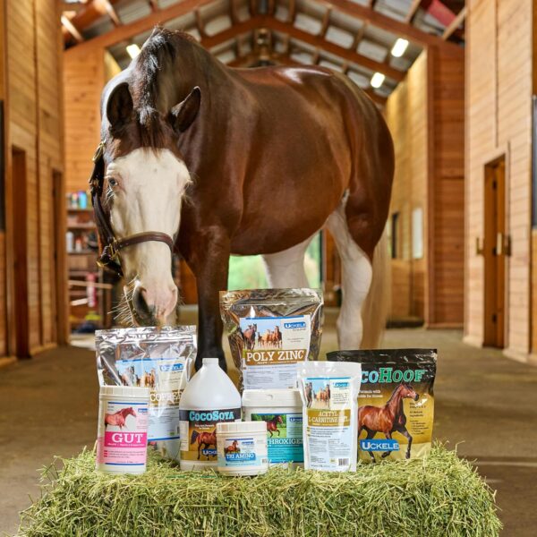 Uckele by SmartEquine Sport Grass Pellets | Horse Probiotics, Prebiotics, Vitamins & Minerals, Horse Vitamin E Supplement for Athlete Equines | Provides Amino Acids for Muscle Support | 30 lb Bag