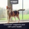 Nutramax Cosequin Joint Health Supplement for Cats - With Glucosamine, Chondroitin, and Omega-3, 60 Soft Chews