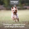 Nutramax Cosequin Minis Maximum Strength Joint Health Supplement - With Glucosamine, Chondroitin, MSM, and Omega-3's, 45 Soft Chews