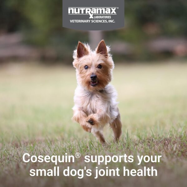 Nutramax Cosequin Minis Maximum Strength Joint Health Supplement - With Glucosamine, Chondroitin, MSM, and Omega-3's, 45 Soft Chews