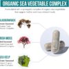 Organic Iodine Supplement from Sea Vegetable Complex, Whole Food & Raw Form - Iodine Plus Trace Mineral Complex – Contains Purest Icelandic Sea Kelp, Irish Moss & Bladderwrack (250 mcg)